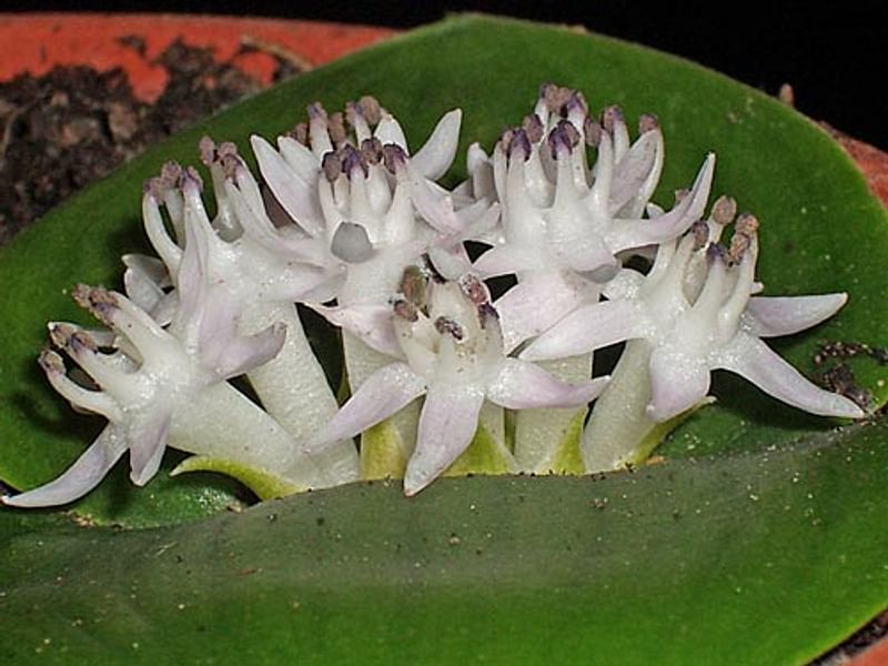 Massonia Jasminiflora | Massonia | Hyacinthaceae