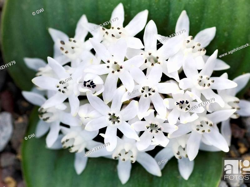 Massonia Jasminiflora | Massonia | Hyacinthaceae