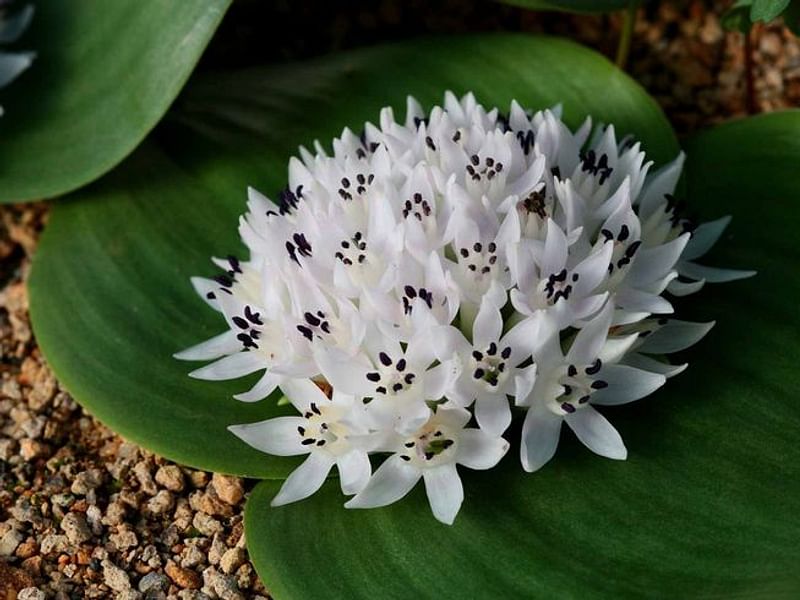 Massonia Jasminiflora | Massonia | Hyacinthaceae