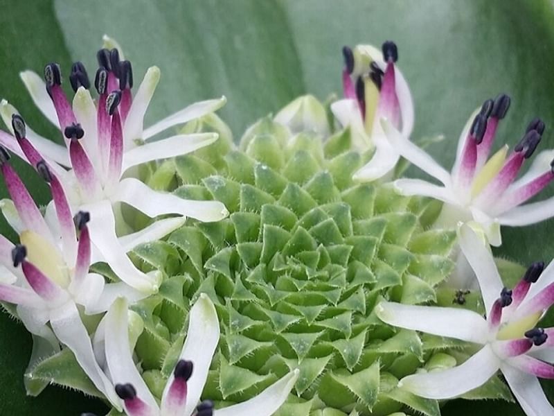 Massonia Jasminiflora | Massonia | Hyacinthaceae