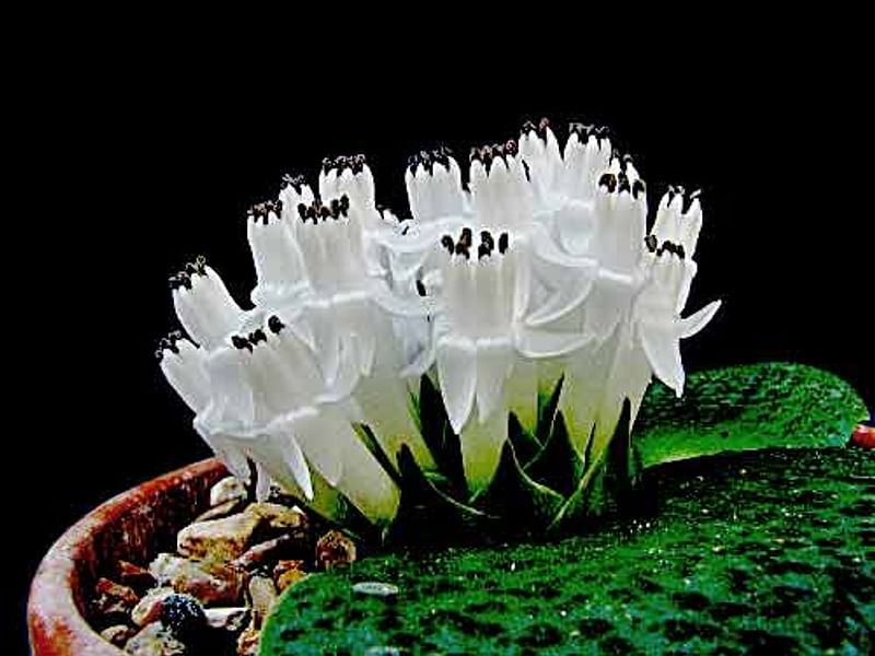 Massonia Jasminiflora | Massonia | Hyacinthaceae