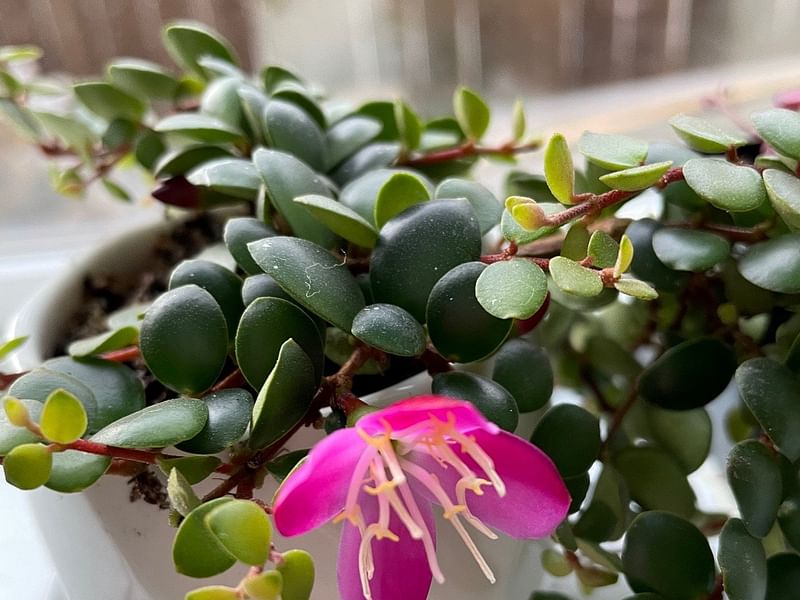 Medinilla Sedifolia | Melastomataceae | Lamiaceae