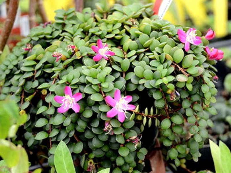 Medinilla Sedifolia | Melastomataceae | Lamiaceae