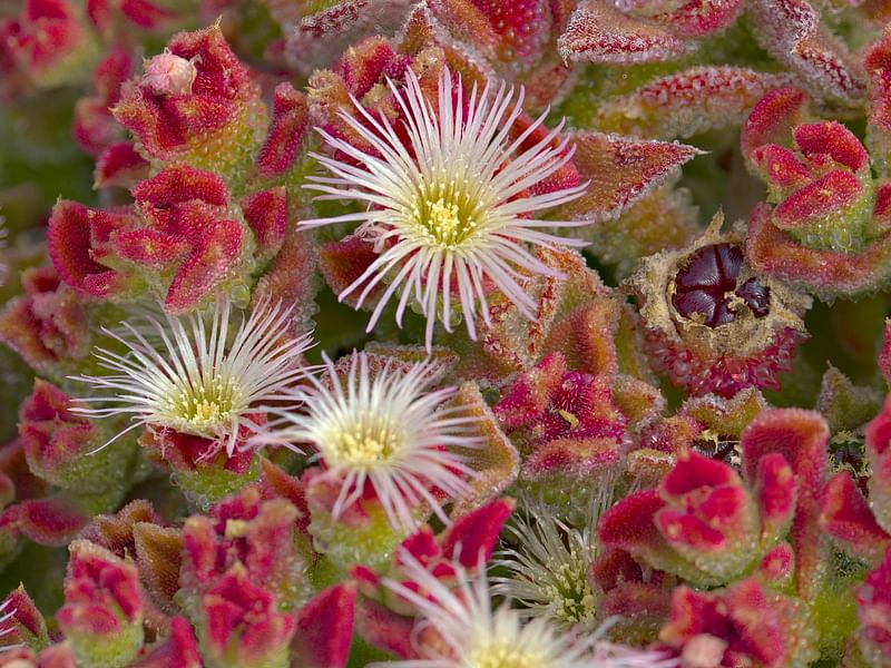 Mesembryanthemum Crystallinum | Mesembryanthemum | Aizoaceae