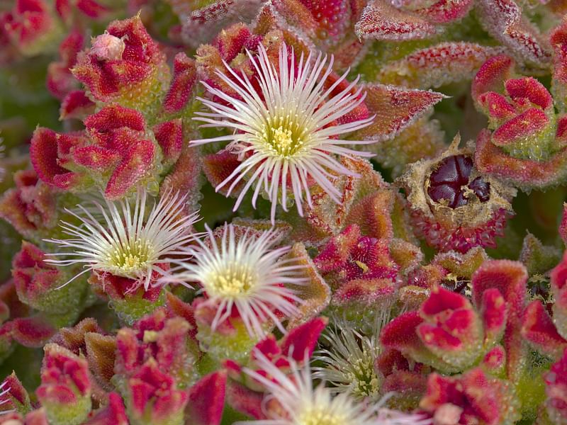Mesembryanthemum Crystallinum | Mesembryanthemum | Aizoaceae