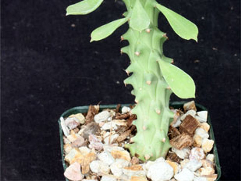Monadenium Heteropodum | Monadenium | Euphorbiaceae
