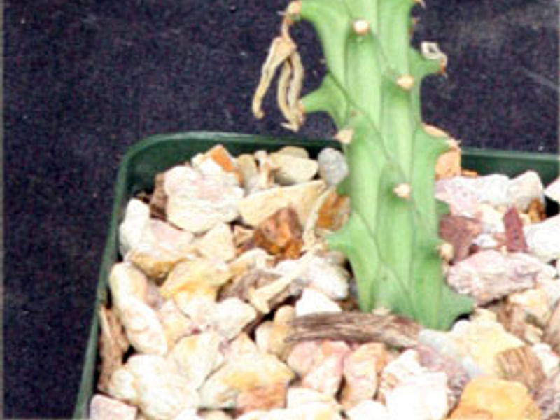 Monadenium Heteropodum | Monadenium | Euphorbiaceae