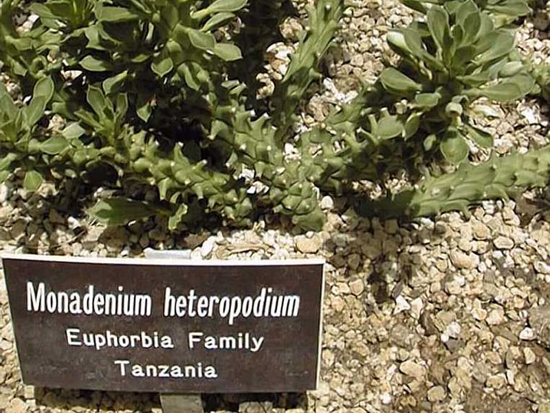 Monadenium Heteropodum | Monadenium | Euphorbiaceae