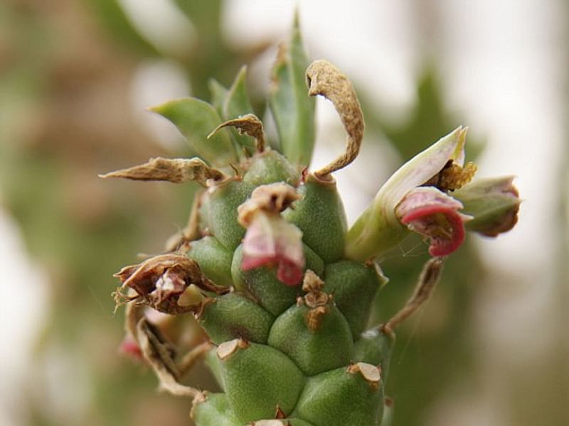 Monadenium Heteropodum | Monadenium | Euphorbiaceae