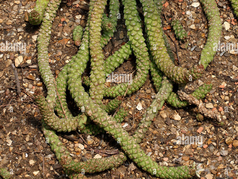 Monadenium Heteropodum | Monadenium | Euphorbiaceae