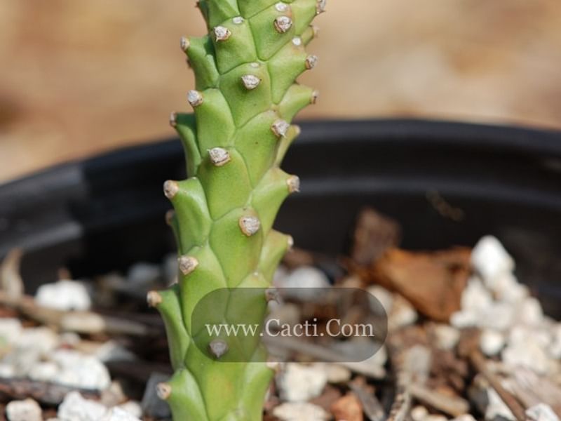 Monadenium Heteropodum | Monadenium | Euphorbiaceae