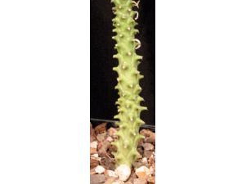 Monadenium Heteropodum | Monadenium | Euphorbiaceae