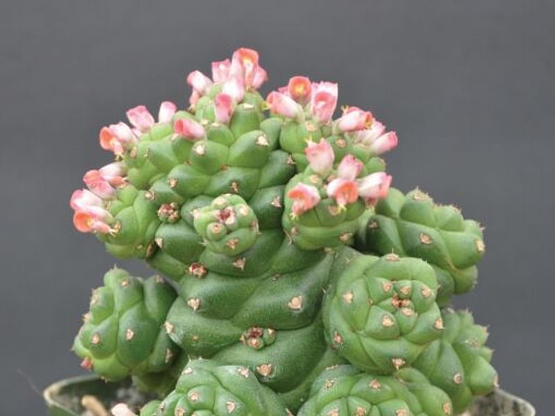Monadenium Ritchiei | Monadenium | Euphorbiaceae
