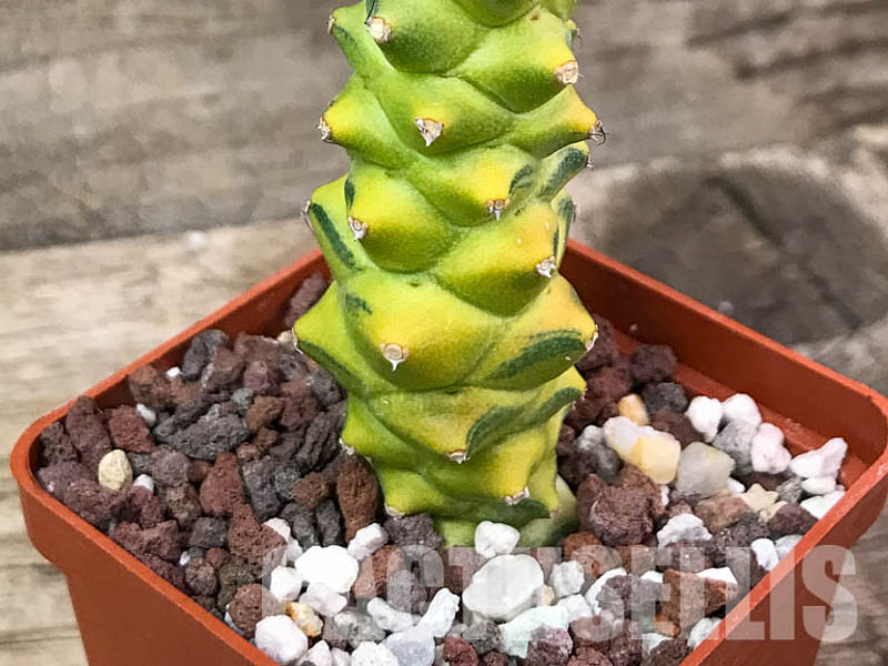 Monadenium Ritchiei | Monadenium | Euphorbiaceae