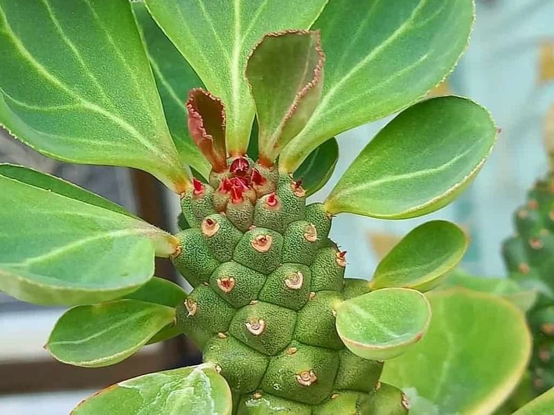Monadenium Ritchiei | Monadenium | Euphorbiaceae