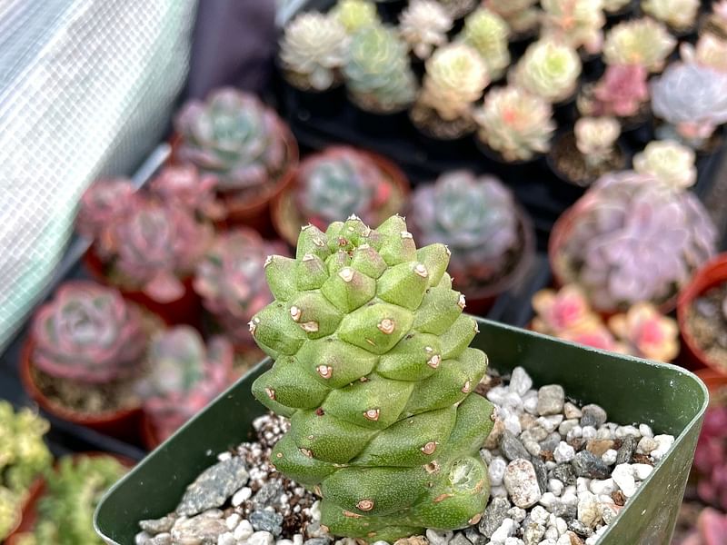 Monadenium Ritchiei | Monadenium | Euphorbiaceae