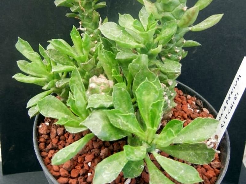 Monadenium Ritchiei | Monadenium | Euphorbiaceae