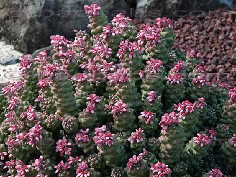 Monadenium Ritchiei | Monadenium | Euphorbiaceae