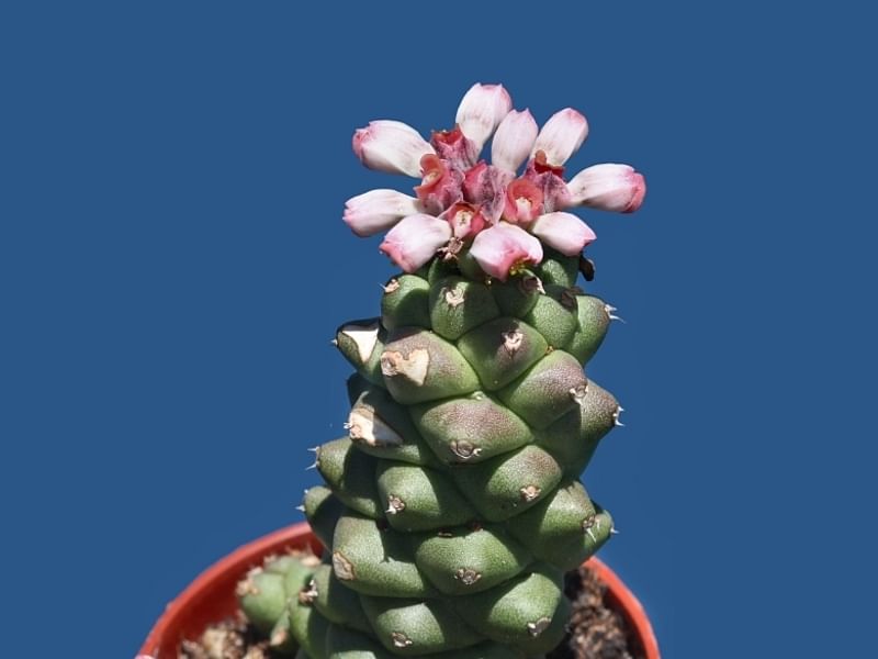 Monadenium Ritchiei | Monadenium | Euphorbiaceae