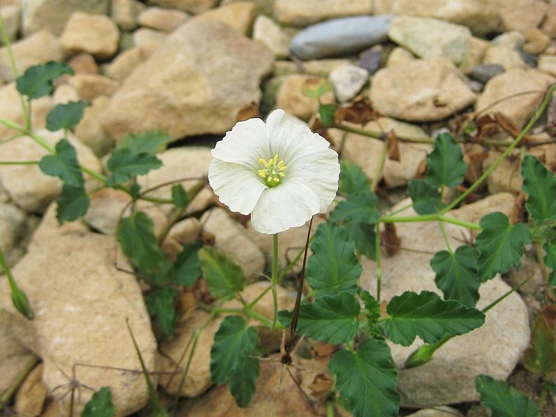 Monsonia | Geraniaceae