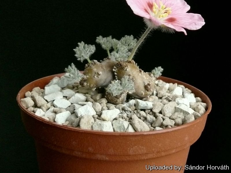 Monsonia | Geraniaceae