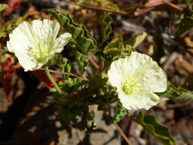Monsonia | Geraniaceae