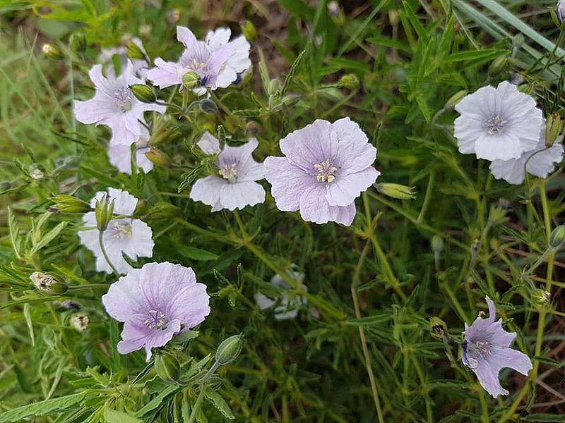 Monsonia | Geraniaceae