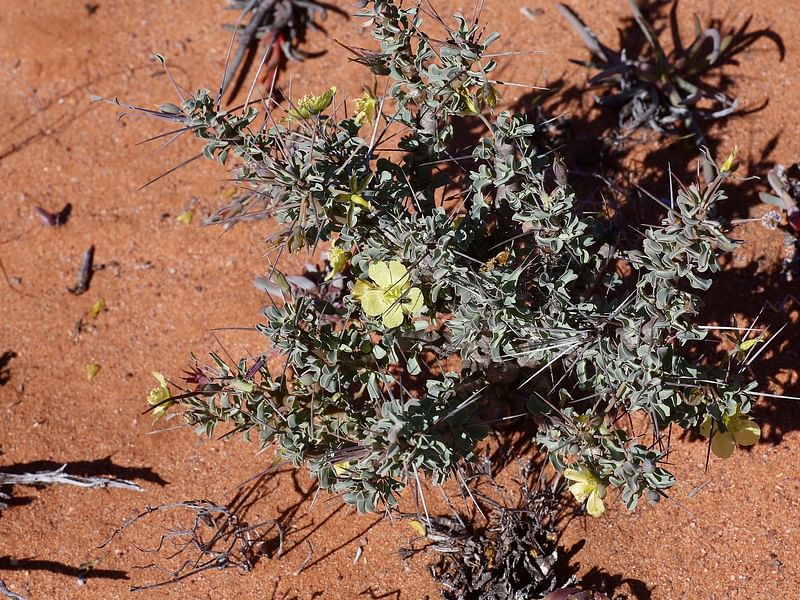 Monsonia | Geraniaceae