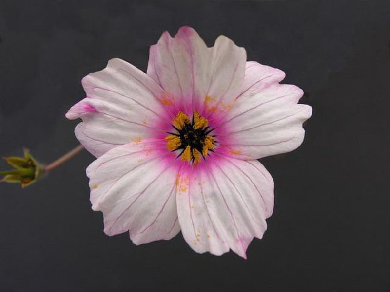 Monsonia | Geraniaceae