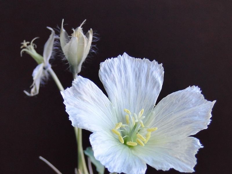 Monsonia | Geraniaceae