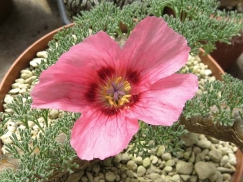 Monsonia | Geraniaceae