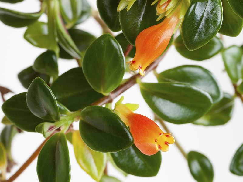 Nematanthus | Gesneriaceae