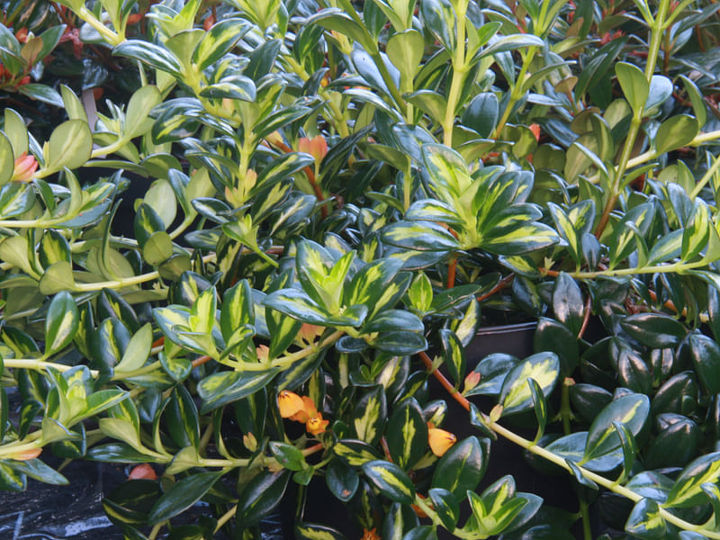Nematanthus Gregarius Variegata | Nematanthus | Gesneriaceae