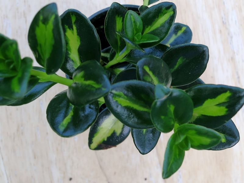 Nematanthus Gregarius Variegata | Nematanthus | Gesneriaceae
