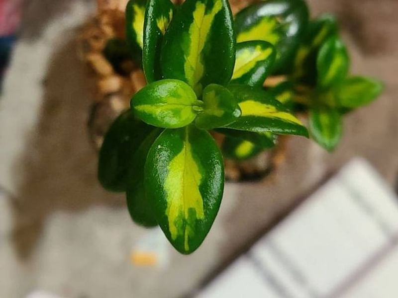 Nematanthus Gregarius Variegata | Nematanthus | Gesneriaceae