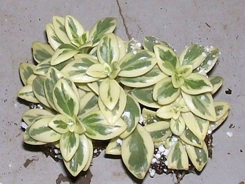 Nematanthus Gregarius Variegata | Nematanthus | Gesneriaceae
