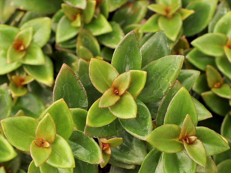 Nematanthus Gregarius Variegata | Nematanthus | Gesneriaceae
