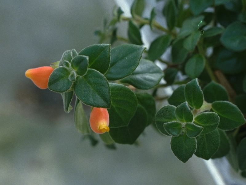 Nematanthus Strigillosus | Nematanthus | Gesneriaceae
