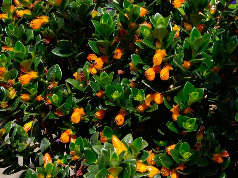 Nematanthus Strigillosus | Nematanthus | Gesneriaceae