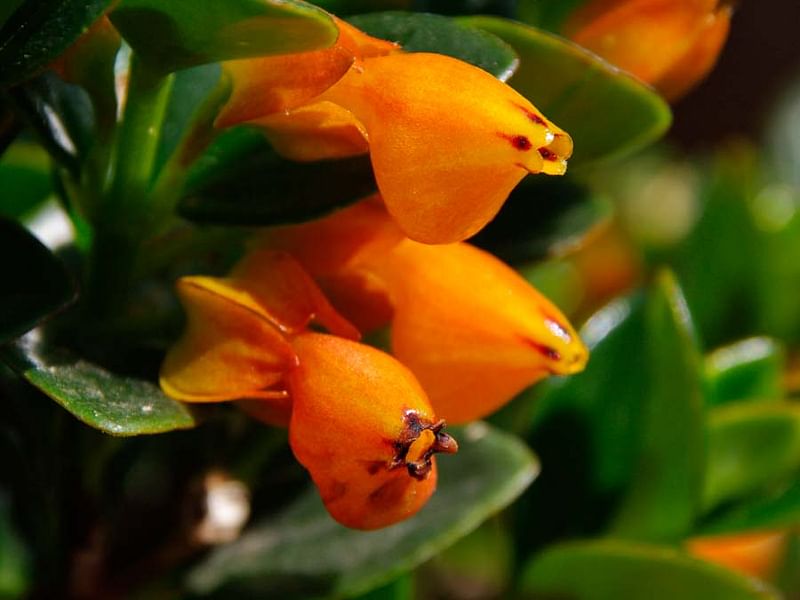 Nematanthus Strigillosus | Nematanthus | Gesneriaceae