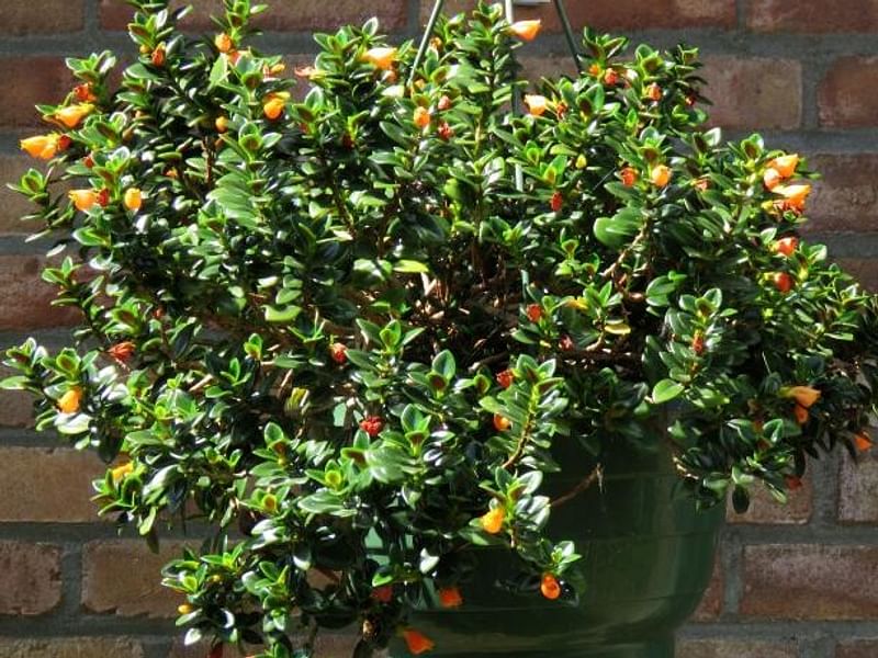Nematanthus Strigillosus | Nematanthus | Gesneriaceae