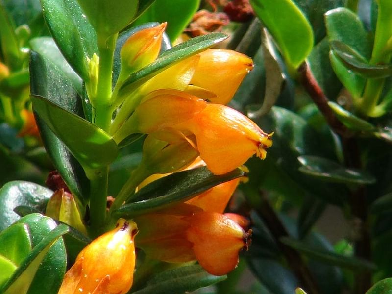 Nematanthus Strigillosus | Nematanthus | Gesneriaceae