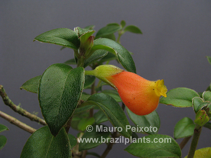 Nematanthus Strigillosus | Nematanthus | Gesneriaceae