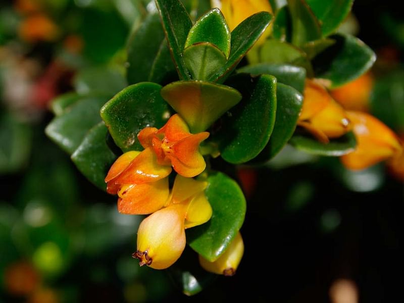 Nematanthus Strigillosus | Nematanthus | Gesneriaceae