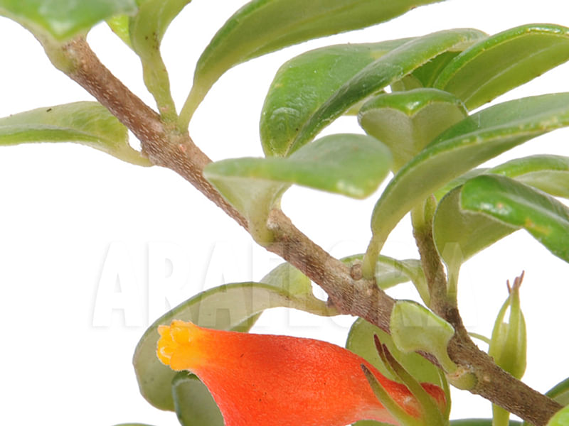 Nematanthus Strigillosus | Nematanthus | Gesneriaceae