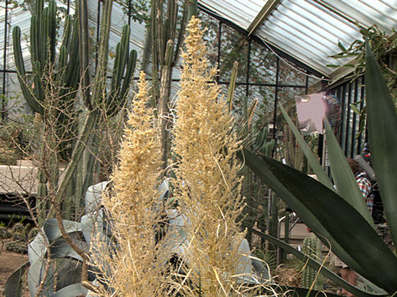 Nolina Aff. Durangensis | Nolina | Nolinaceae