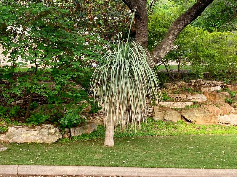 Nolina Aff. Durangensis | Nolina | Nolinaceae