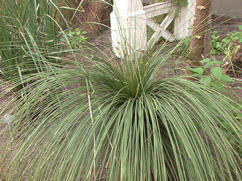 Nolina Aff. Durangensis | Nolina | Nolinaceae