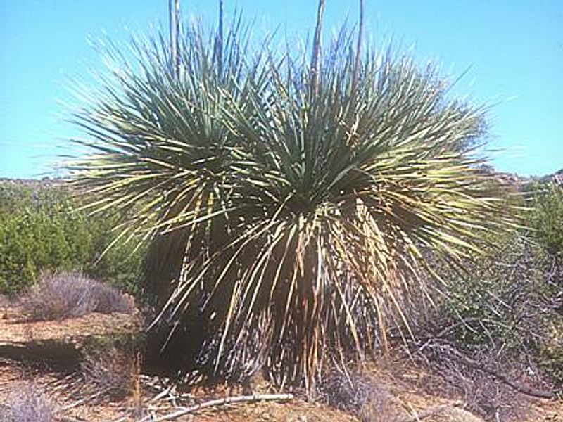 Nolina Aff. Durangensis | Nolina | Nolinaceae