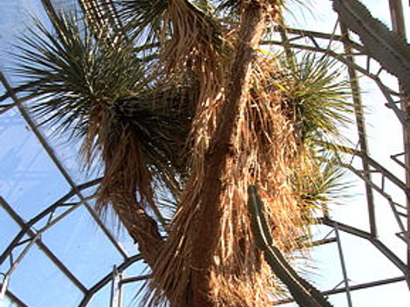 Nolina Aff. Durangensis | Nolina | Nolinaceae